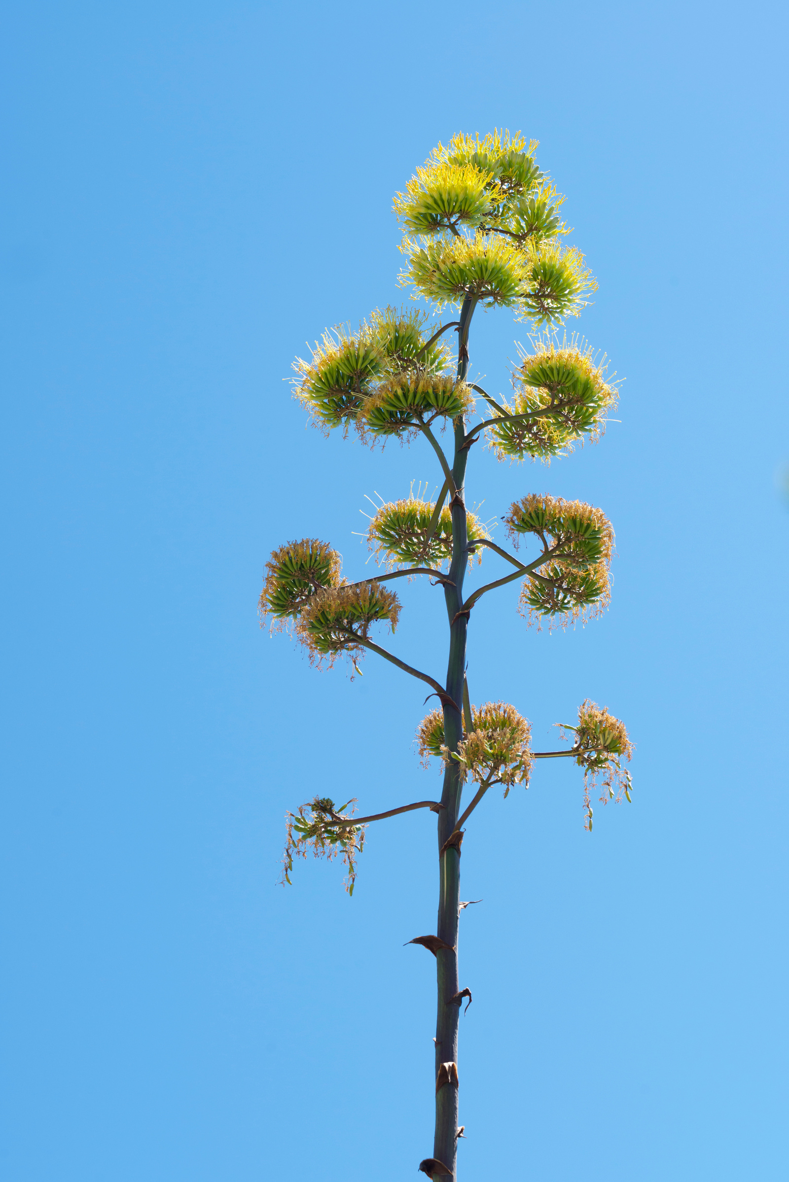 Agave flower
